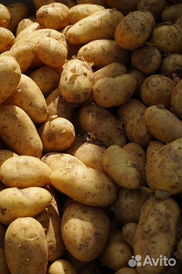 Картофель семенной