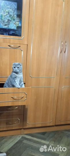 Котята Шотландские