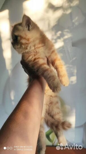 Персидский котик