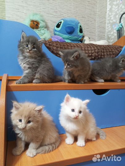 Малыши-Тигрята