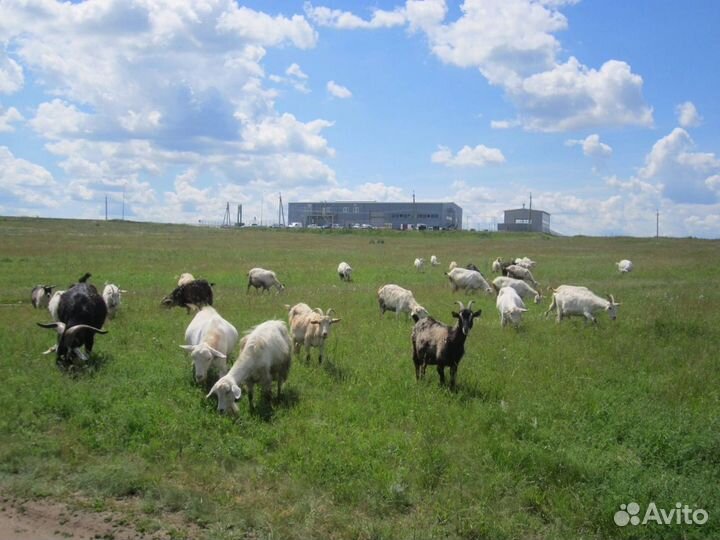 Козье молоко круглый год