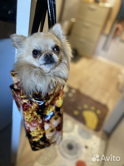 Вязка чихуахуа мальчик