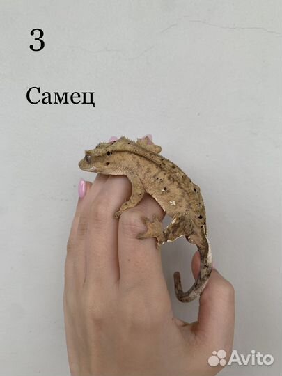 Реснитчатый бананоед