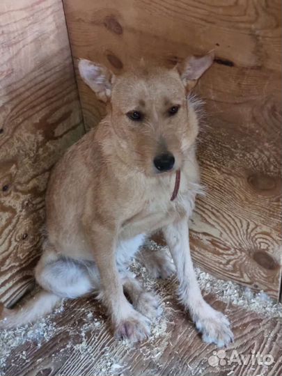 Собаке грустно