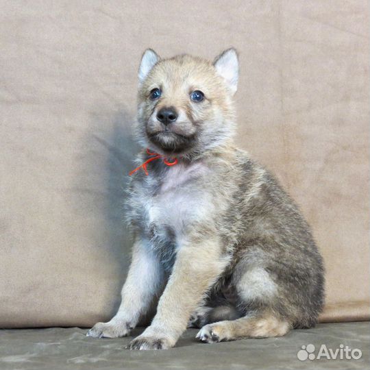 Чехословацкая волчья собака, щенки, влчак, волк