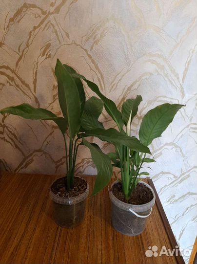 Комнатные растения