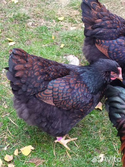 Инкубационное яйцо