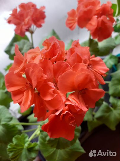 Пеларгония герань зональная