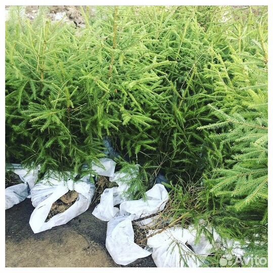 Саженцы Ели Сосны Берёзы