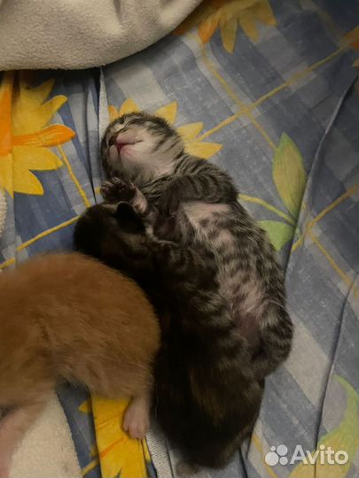 Котята в добрые руки