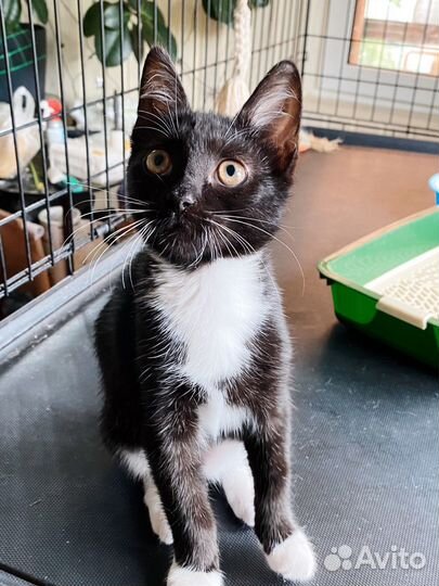 Невероятно трогательный умный котёнок 3 мес