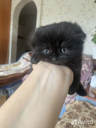 Черный котенок в добрые руки
