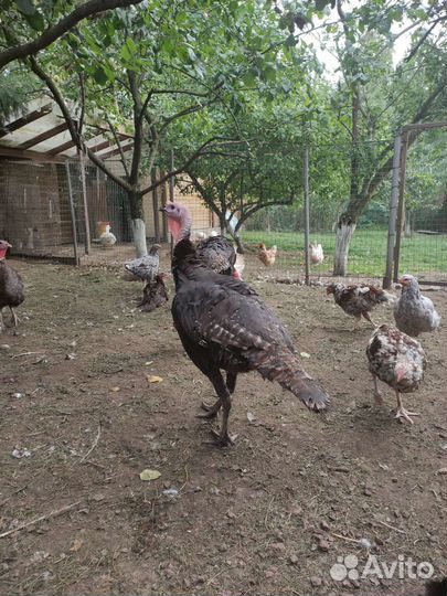 Индюк, индюшки, продажа живым весом