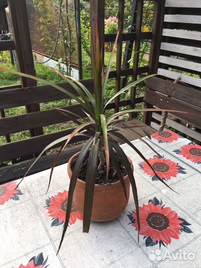 Драцена, укорененные черенки