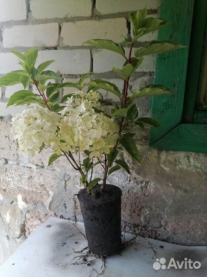 Гортензия метельчатая