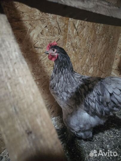 Петух кохинхин