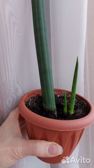 Комнатные растения