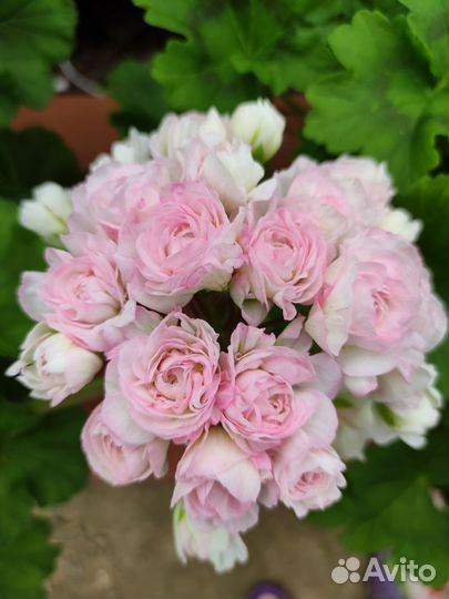 Пеларгония Марокканская Принцесса