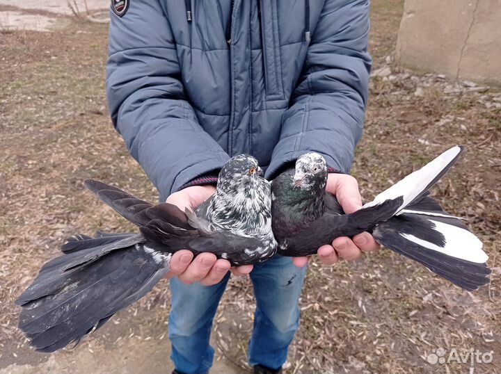 Николаевские голуби