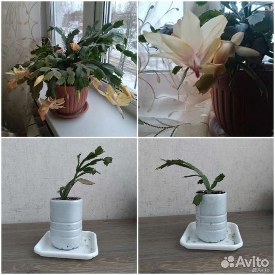 Комнатные цветы -Шлюмбергера (декабрист)