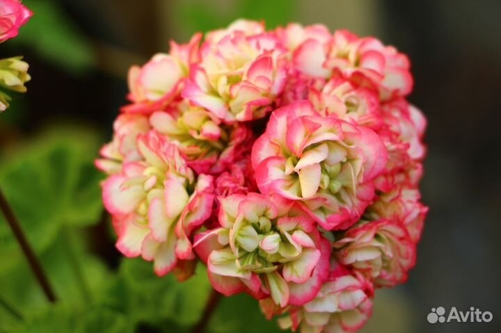 Пеларгонии и др. комнатные и экзотические растения