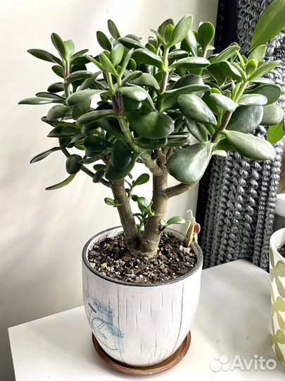 Крассула овата