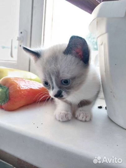 Кошка в дар
