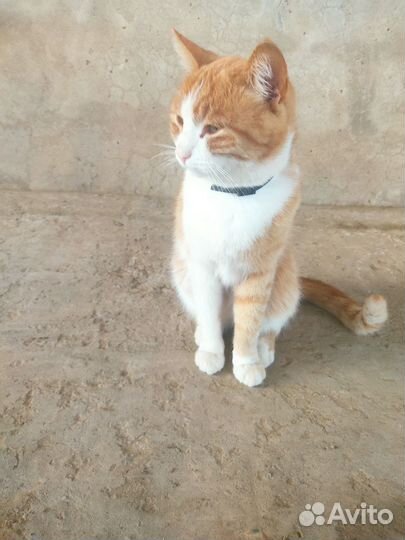 Отдам даром кота