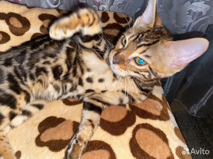 Бенгальский котенок