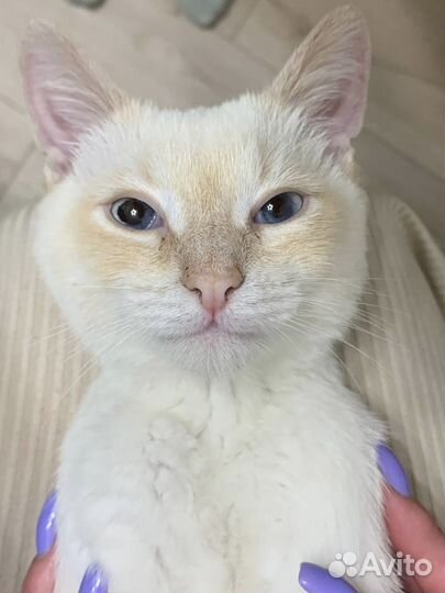 Отдам котика