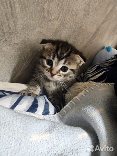 Шотландские прямоухие, вислоухие