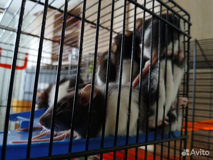 Крыса дамбо