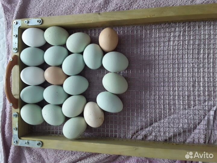 Инкубационное яйцо кур