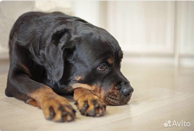 Ротвейлер вязка