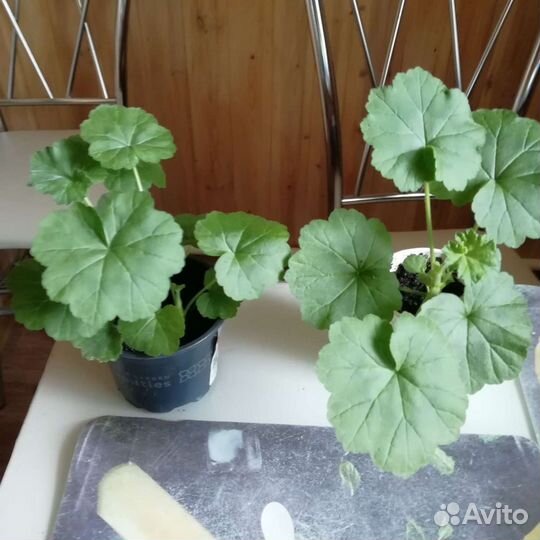 Пеларгония герань