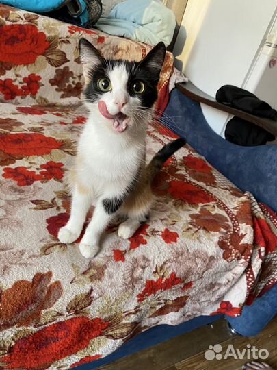 Кошки в добрые руки