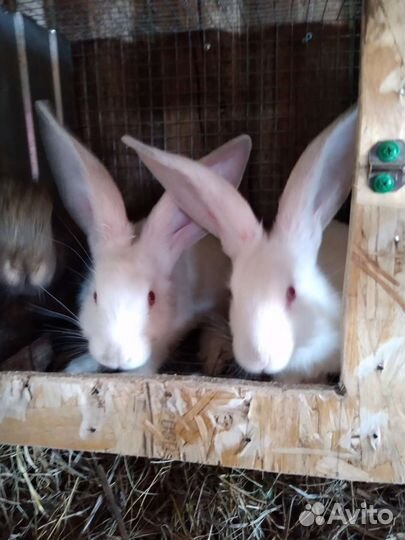 Крольчата