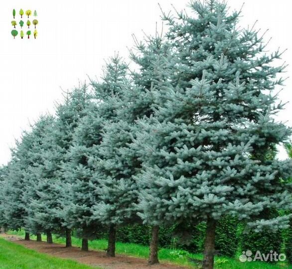 Крупномеры голубой ели