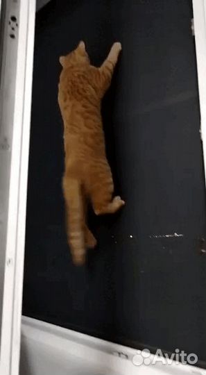 Москитные сетки на окна за 24 часа