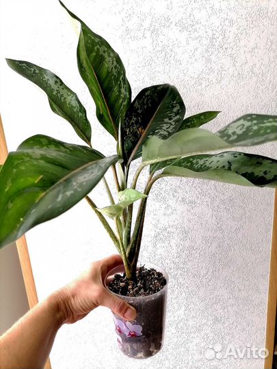 Аглаонема Чатра Монгол