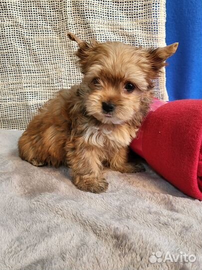 Русская салонная собака золотой йорк девочки