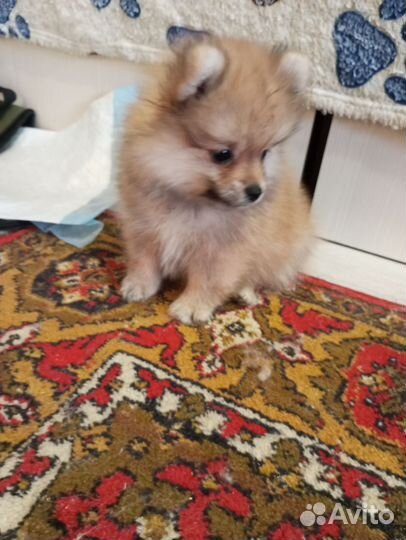 Шпиц 2 мес