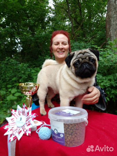 Вязка кобелями мопса