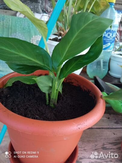 Спатифиллум