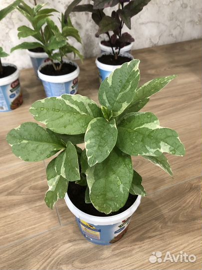 Псевдоэрантемум