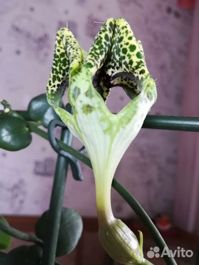 Церопегия Сандерсона