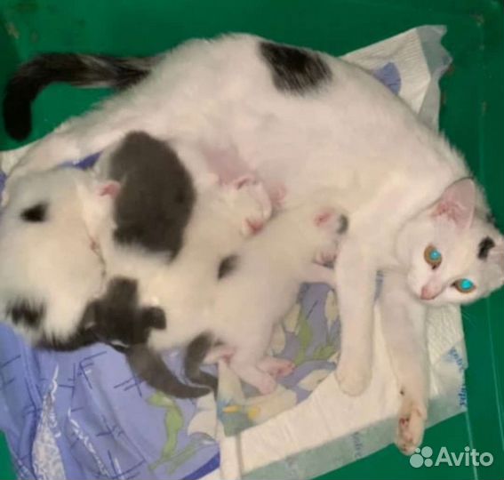 Белые котята