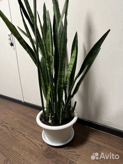 Щучий хвост