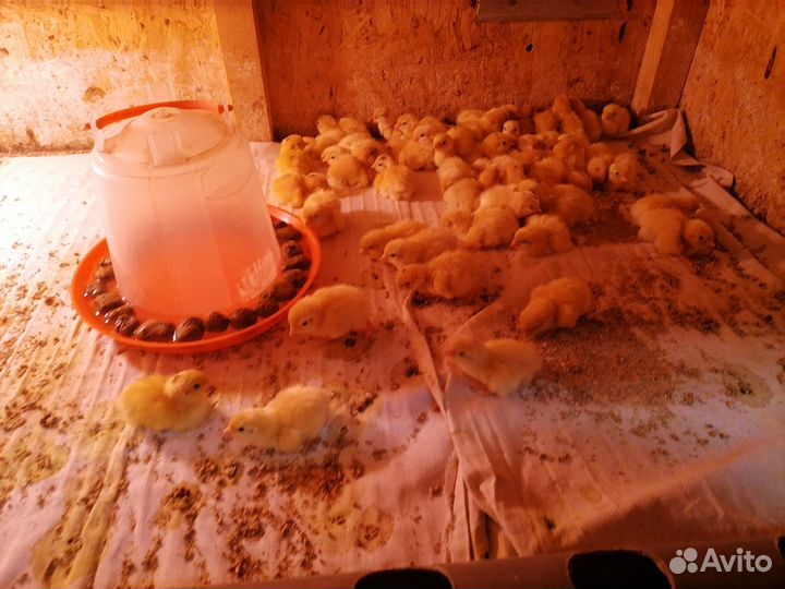 Перепела, бройлеры, несушки