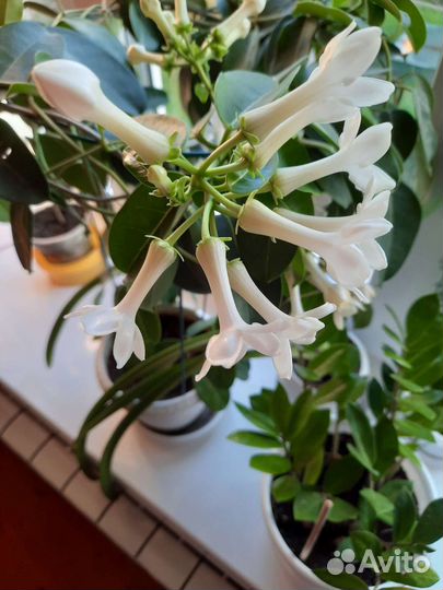 Стефанидис, комнатное растение